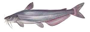 Picture of blue catfish (Ictalurus furcatus)