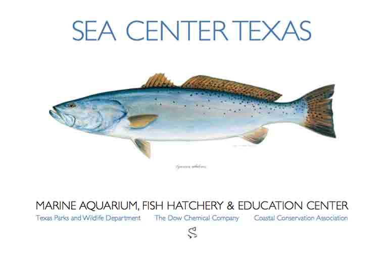 Sea Center Texas Spotted Seatrout Poster by Ben Kocian