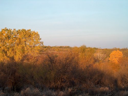 Fall sunrise on O.X. Creek on the Matador, highlighting the cottonwood trees. Fall sunrise on O.X. Creek on the Matador, highlighting the cottonwood trees.