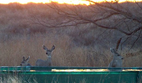 Mule deer using one of many watering facilities on the Matador WMA. Mule deer using one of many watering facilities on the Matador WMA..