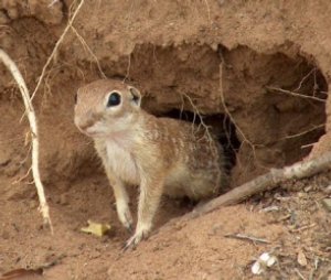 A spotted ground squirrel at the Matador.