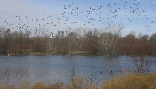 Ducks over Playa Lakes-Taylor Unit