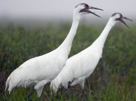 Photograph - Whooping Cranes (Grus americana)