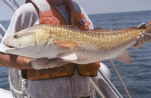 Photo of red drum