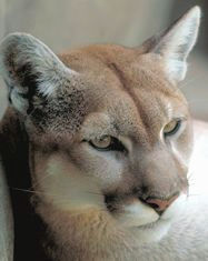 Picture of a mountain lion's (<em>Puma concolor</em>) face, three-quarter view.