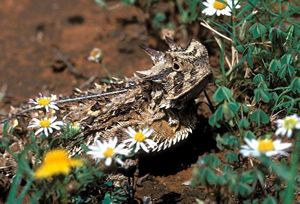 Picture of Horned Lizard on the ground