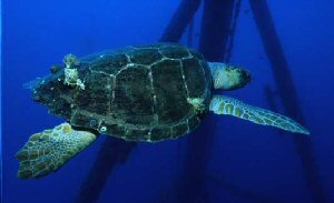 Photograph of the Loggerhead Sea Turtle