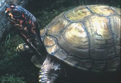 Photograph - Eastern Box Turtle (Terrapene carolina subsp. triungius)