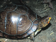 Photograph - Eastern Box Turtle (Terrapene carolina subsp. triungius)