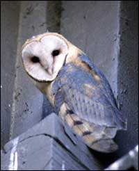 barn owl