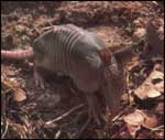 Baby Armadillo