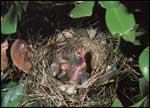 Baby Cardinals