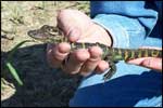 Baby Alligator; Photo Courtesy David Arbour, USDA Forest Service