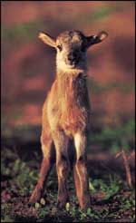 Baby Corsican Sheep