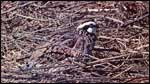 Bobwhite Quail in Undergrowth