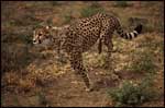 Running Cheetah