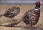 Two Pheasants