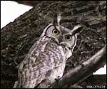 Bird with huge eyes and sharp beak; Courtesy Terry Spivey, USDA Forest Service