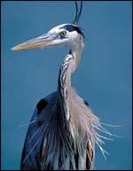 Bird with narrow head and spear-like bill