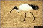 Bird with long, curved beak; Courtesy Kenneth M. Gale, www.forestryimages.org