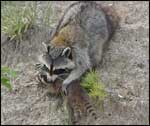 Mammal with flat-crowned molar teeth; Courtesy Ricky Layson, Forest Resource Consultants, Inc., www.forestryimages.org