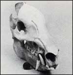 Skull with wide-set eyes, long nose and long sharp incisors