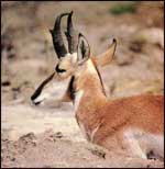 Pronghorn Antelope