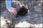 Alligator Hibernation Den Entrance; Photo Courtesy David Arbour, USDA Forest Service