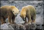 Polar Bears
