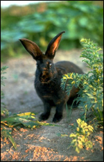 Jack Rabbit
