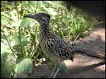 Roadrunner; Photo Courtesy Clark Reames, USDA Forest Service