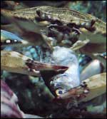 Blue Crab Eating Fish