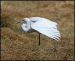 Great Egret; Photo Courtesy Dave Herr, USDA Forest Service