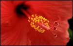 Pollen of a flower