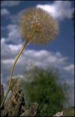 Example of pollen