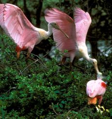 Photograph - Group of Roseate Spoonbills (Ajaia ajaia)