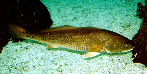 Photo of red drum