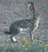 Photograph of the Black-tailed Jackrabbit
